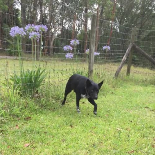 Tux ~ On Trial 12/1/2017