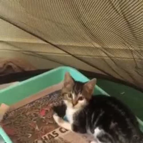 Blossom (ready to go)