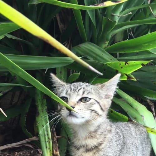 Penne ~ Friendly Kitten (On Trial 18/1/17)