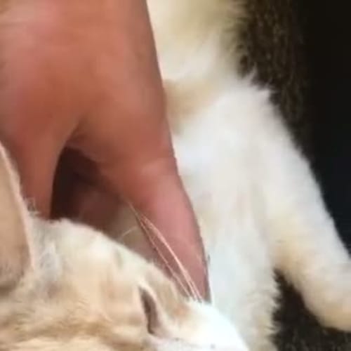 Rory (Located in Thornbury)