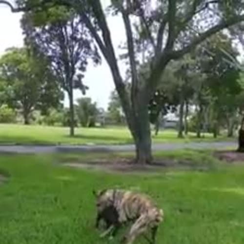 Donald (adoption pending)