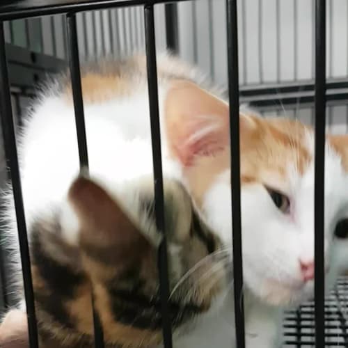 Ginger and White Boy 