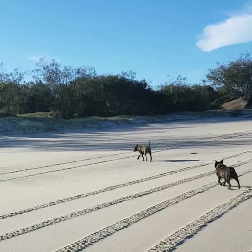 Diva (adoption pending)