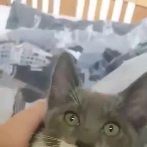 Gandalf