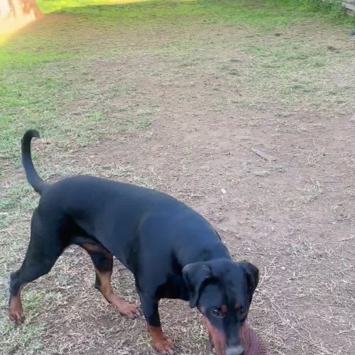 Princess F von Dobermann - Dobermann Dog