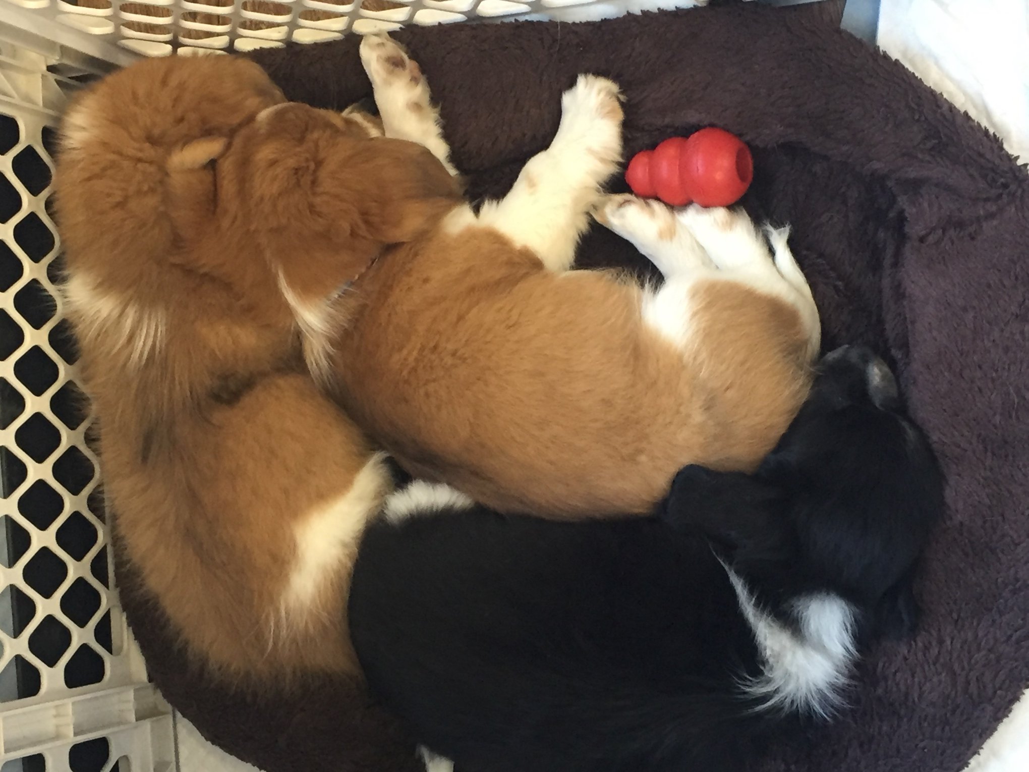 Thousands of Pets Adopted