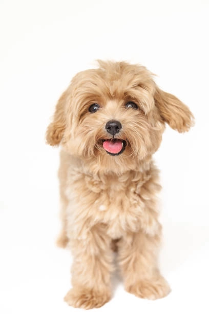 Bichapoo
