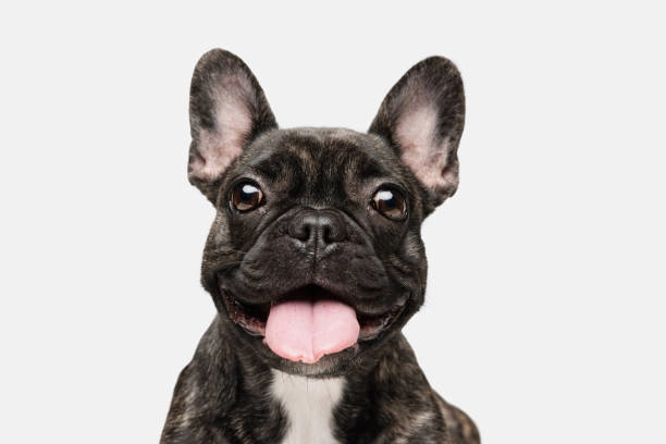 Frenchies