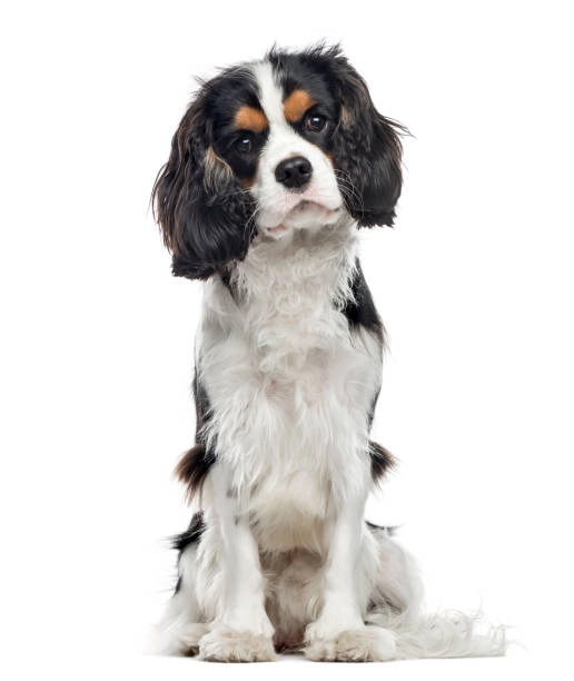 Cavalier