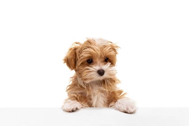 Maltipoo