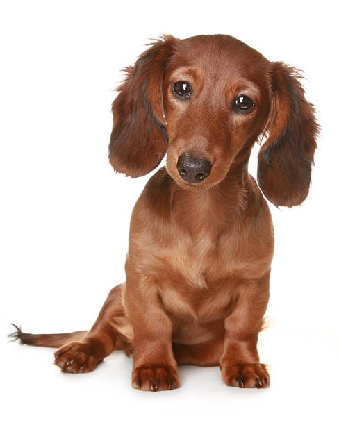 Dachshund