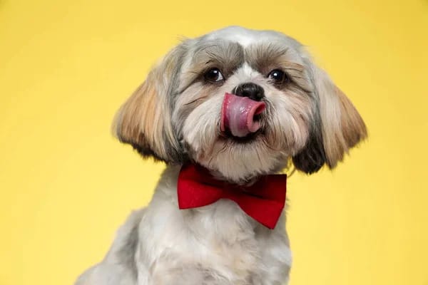 Shih Tzu