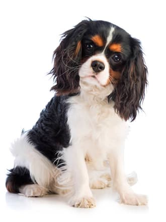 Cavalier King Charles Spaniel