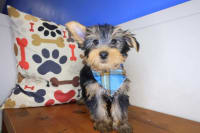 Yorkshire Terrier-Chester