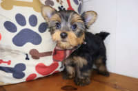 Yorkshire Terrier-Cyrus