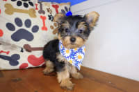Yorkshire Terrier-Pansy