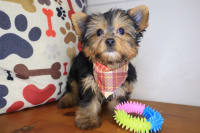 Yorkshire Terrier-Munch