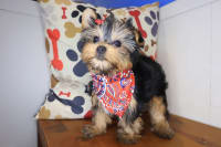 Yorkshire Terrier-Kismet