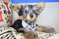 Yorkshire Terrier-Benny