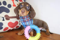 Dachshund-Spike