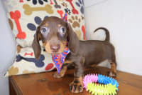 Dachshund-Solara