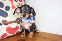 Dachshund-Betty