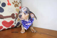 Dachshund-Polly