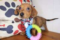 Dachshund-Buck