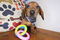 Dachshund-Dusk