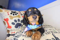 Dachshund-Hooch