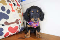 Dachshund-Asha