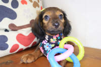 Dachshund-Vivienne