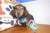 Dachshund-Hamish