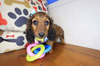 Dachshund-Griff