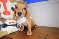 Dachshund-Tara