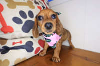 Dachshund-Ballerina
