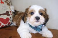 Teddy Bear-Gunner