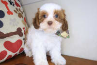 Teddy Bear-Wicket