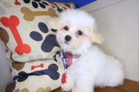 Maltipoo-Thaddeus