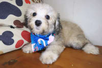 Bichapoo-Fendi