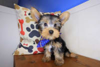 Yorkshire Terrier-Chocaccino