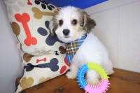 Bichapoo-Tiny