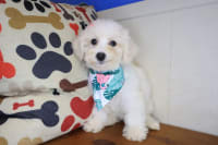 Bichapoo-Belleza