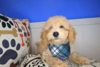 Poodle-Miller