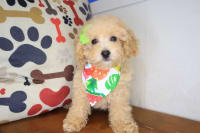 Poodle-Lily