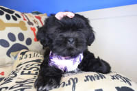 Shih Tzu-Adara