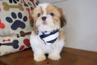 Shih Tzu-Jet