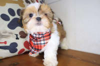 Shih Tzu-Hero