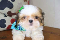 Shih Tzu-Lili