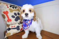 Cavapoo-Kiwi